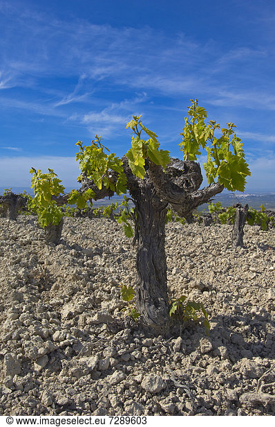 Weinberg  Montilla  Montilla-Moriles Weinbaugebiet  Provinz Cordoba  Andalusien  Spanien  Europa