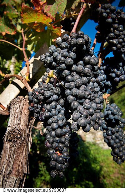 Weinberg Schweiz Kanton Tessin