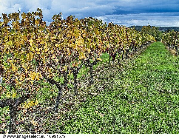 Weinberge im Herbst bei Saint Julien d'Eymet  Departement Dordogne  Nouvelle Aquitaine  Frankreich.