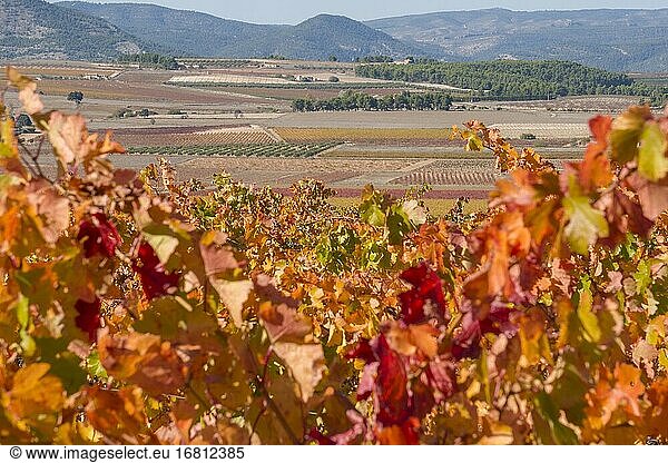Weinberge im Herbst in Fontanares  Provinz Valencia  Spanien  im Oktober 2020.