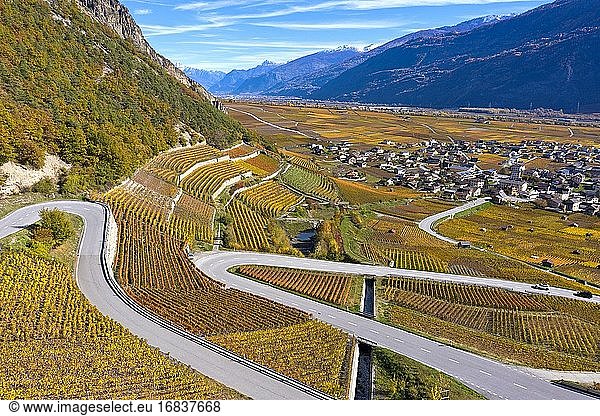 Weinberge in Herbstfarben im Rhonetal  Weinanbaugebiet Leytron  Leytron  Wallis  Schweiz.