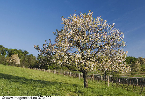 Weinberge mit Apfelbäumen in voller Blüte  Nationalpark Neusiedler See  Burgenland  Österreich  Europa