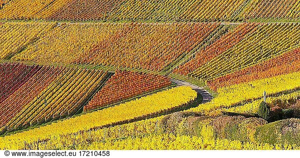 Weinberge Wein im Herbst bunte Blätter bunt Natur Panorama Jahreszeit in Stuttgart  Deutschland  Europa