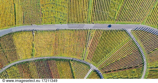 Weinberge Wein im Herbst Natur Jahreszeit Luftbild von oben Panorama in Stuttgart  Deutschland  Europa