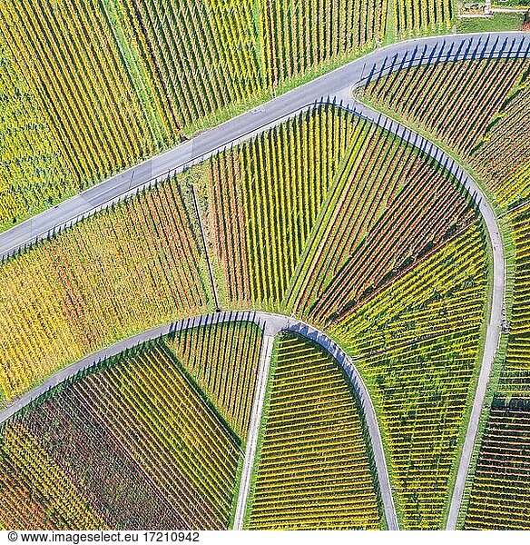Weinberge Wein im Herbst Natur Jahreszeit Luftbild von oben quadratisch in Stuttgart  Deutschland  Europa