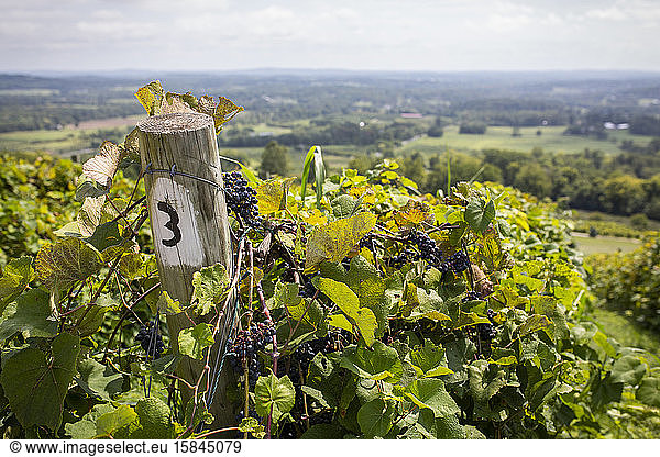 Weinbergszenen auf dem Bluemont Vineyard im Norden von Virginia.