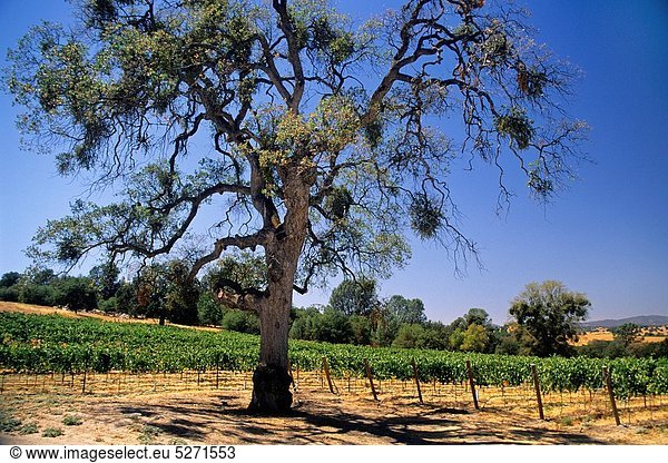 Weingut  Baum  verdreht  Eiche  Kalifornien