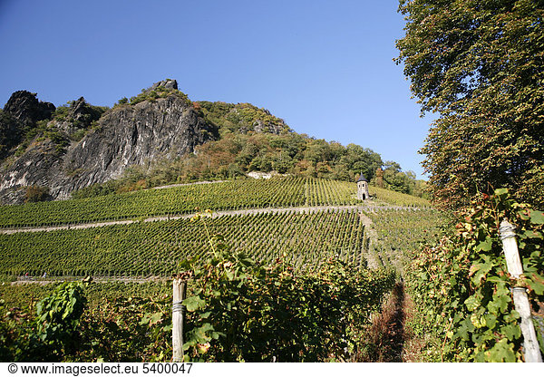 Weinreben  Weinhänge  Weinanbau am Drachenfels  Siebengebirge  Bad Honnef  Nordrhein-Westfalen  Deutschland  Europa