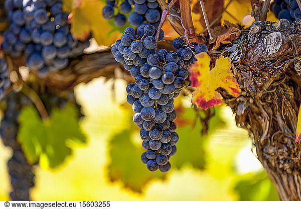 Weintrauben (vitis) an einer Rebe mit herbstlichem Laub  Weinberge im Okanagan Valley; British Columbia  Kanada