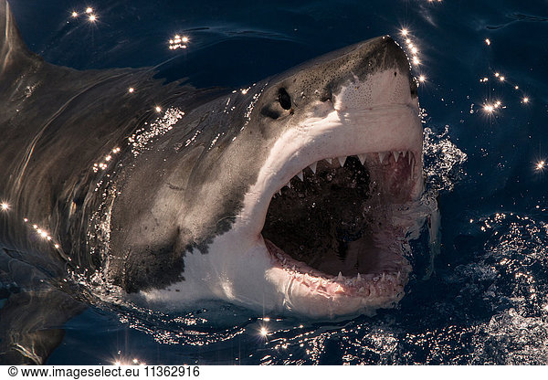 Weisser Hai verfehlt einen Köder und bricht mit weit aufgerissenem Maul an die Oberfläche  Insel Guadalupe  Mexiko