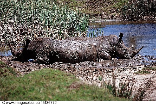 Weisses Nashorn  Breitmaulnashorn  Ceratotherium simum  SÃ¼dafrika  Suedafrika