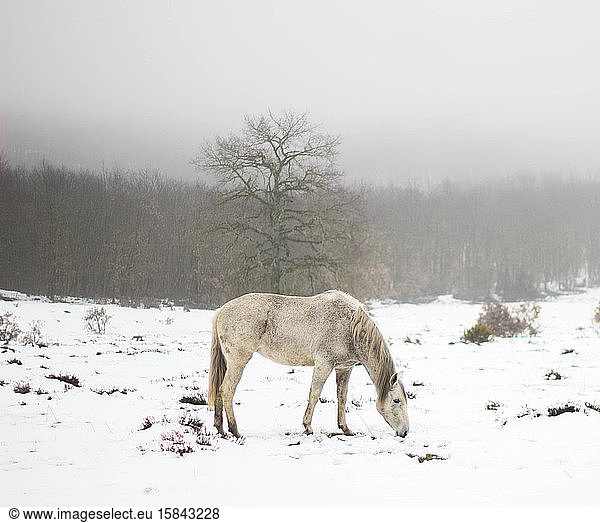 weisses Pferd im Schnee  im Hintergrund ein Baum und Berge