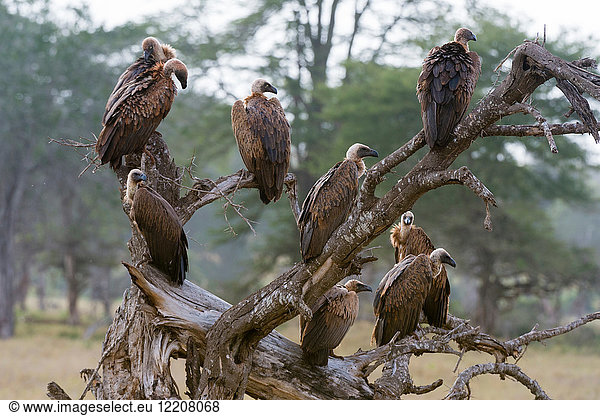 Weissrückengeier (Gyps africanus), auf einer Baumkrone, Tsavo, Kenia, Afrika
