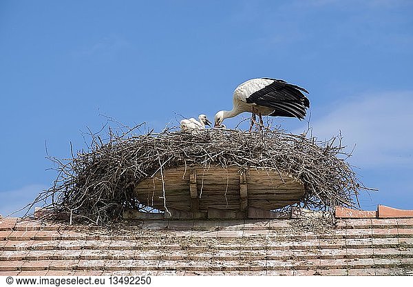Weissstorch (Ciconia ciconia) im Nest mit JungvÃ¶geln,  Nest auf Dach,  Bodenseekreis,  Baden-WÃ¼rttemberg,  Deutschland,  Europa