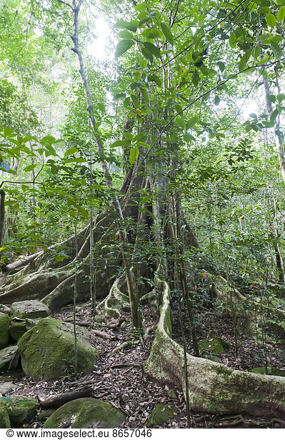 Weit ausgreifende Brettwurzeln unter Blätterdach Baumriese Dschungel Urwald tropischer Regenwald Nationalpark Khao Yai Provinz Nakhon Ratchasima Thailand