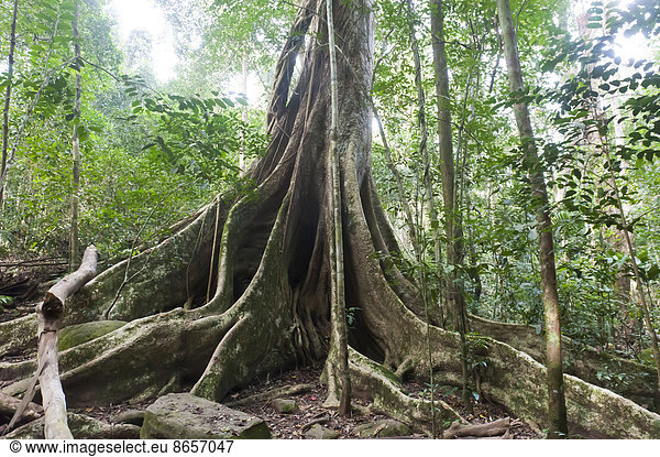 Weit ausgreifende Brettwurzeln unter Blätterdach Baumriese Dschungel Urwald tropischer Regenwald Nationalpark Khao Yai Provinz Nakhon Ratchasima Thailand