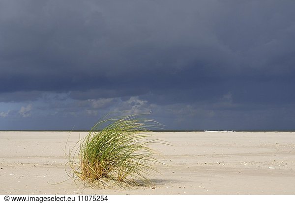 Weiter Sandstrand mit einem Büschel Strandhafer (Ammophila arenaria)  Juist  Ostfriesische Inseln  Niedersachsen  Deutschland  Europa