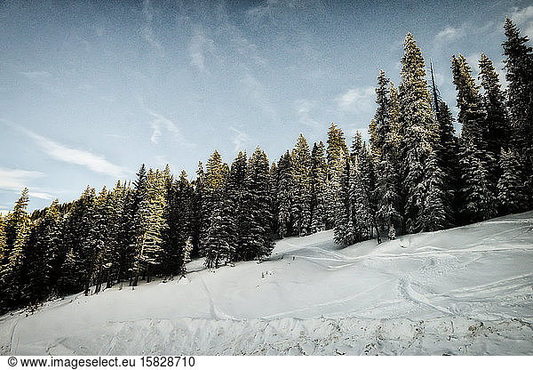 Weitwinkel von Sonne und Schatten auf Schnee und Bäumen am Berthoud-Pass