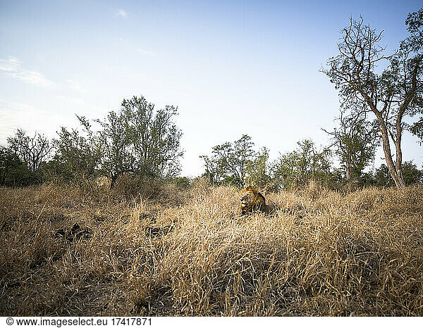 Weitwinkelaufnahme eines männlichen Löwen  Panthera leo  der mit erhobenem Kopf im langen gelben Gras liegt.
