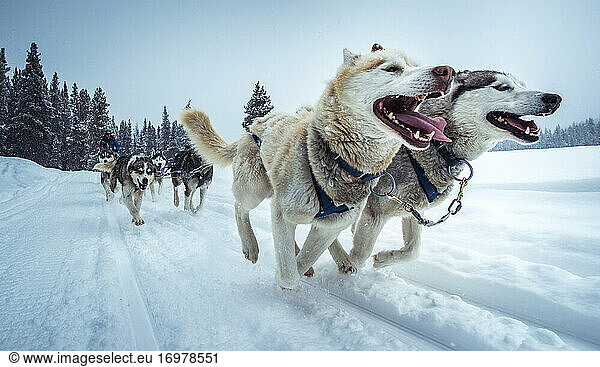 Weitwinkelaufnahme von Schlittenhunden  die auf einer verschneiten Strecke laufen