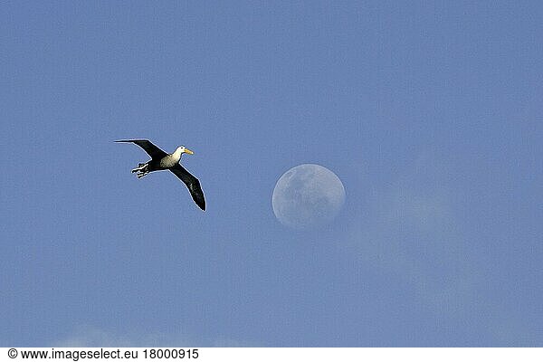 Wellenalbatros  Diomedea irrorata  fliegend  Galapagos-Inseln  Espanola  Seevogel  Albatros
