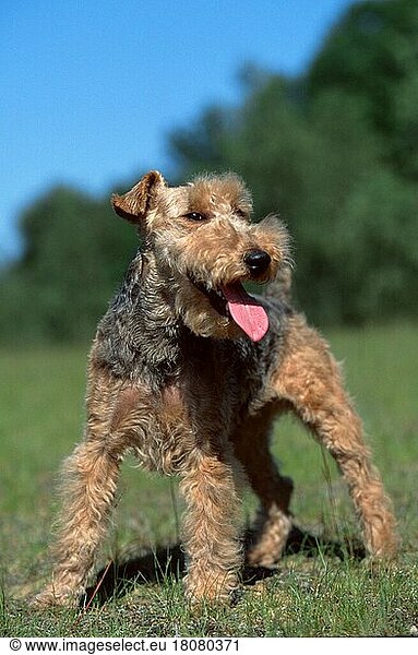Welsh-Terrier (animals) (außen) (outdoor) (Wiese) (meadow) (Sommer) (summer) (hecheln) (panting) (stehen) (standing) (adult) (Säugetiere) (mammals) (Haushund) (domestic dog) (Haustier) (Heimtier) (pet)
