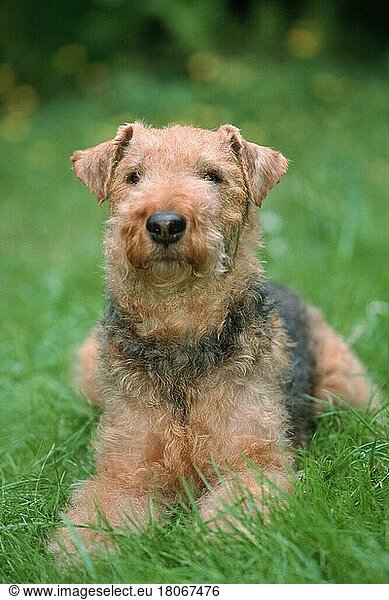 Welsh Terrier (Saeugetiere) (mammals) (animals) (Haushund) (domestic dog) (Haustier) (Heimtier) (pet) (außen) (outdoor) (frontal) (head-on) (von vorne) (Wiese) (meadow) (liegen) (lying) (adult)