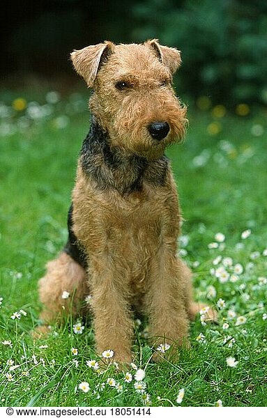 Welsh Terrier (Saeugetiere) (mammals) (animals) (Haushund) (domestic dog) (Haustier) (Heimtier) (pet) (außen) (outdoor) (Wiese) (meadow) (sitzen) (sitting) (adult)