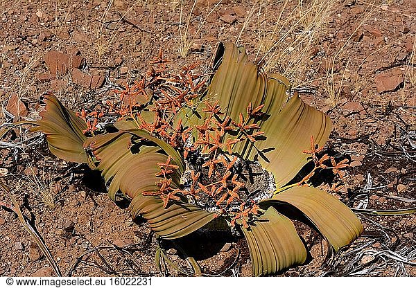 Welwitschia mirabilis. Wüsten-Nashorn-Camp. Palmwag Konzession. Namibia.