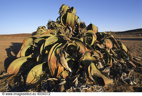 Welwitschia-Pflanze (Welwitschia mirabilis)  Messum-Krater  Namibia  Afrika