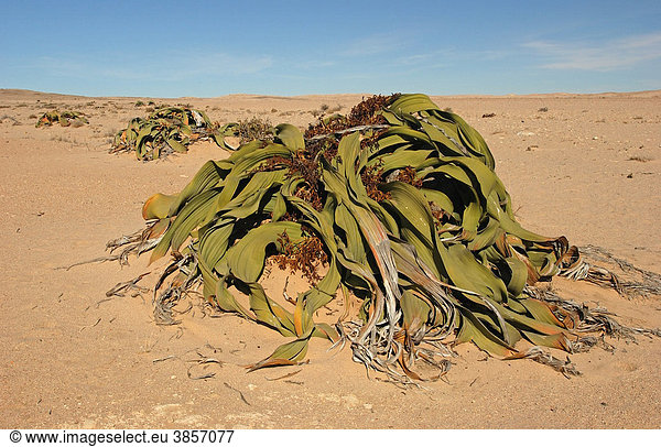 Welwitschia (Welwitschia mirabilis) in der Wüste  Namibia  Afrika