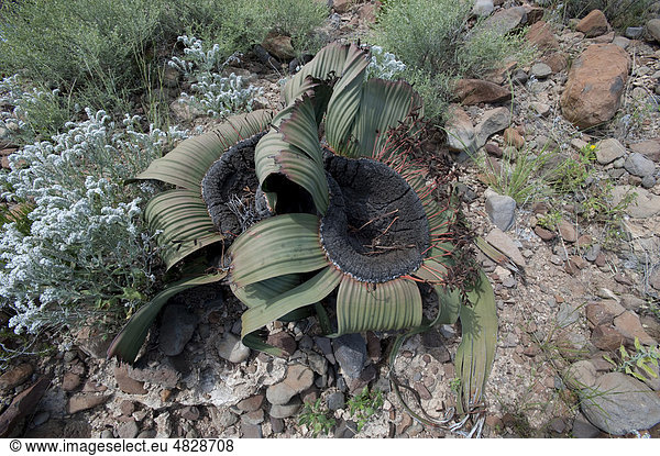 Welwitschie (Welwitschia mirabilis) wird mehrere hundert Jahre alt besitzt nur ein einziges Blattpaar in Palmwag Namibia Afrika