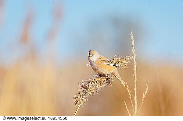 Wen must sparrow 4 (weiblich)