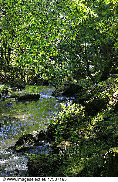 Wesenitz im Frühling