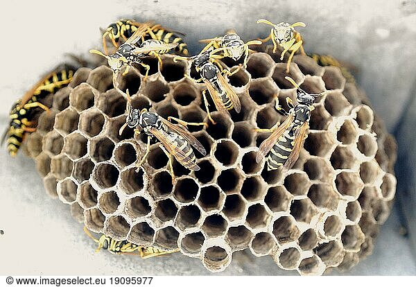 Wespen mit Nest  Waben