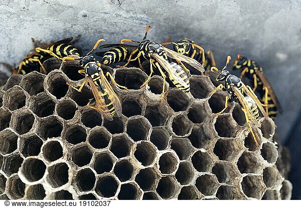Wespen mit Nest  Waben