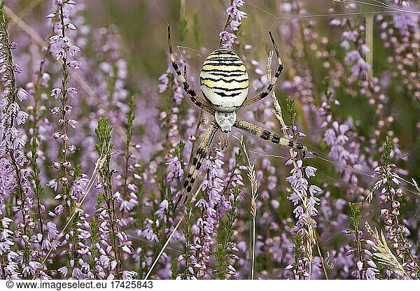 Wespenspinne (Argiope bruennichi) oder Zebraspinne in ihrem Fangnetz in der Heide  Nordrhein-Westfalen  Deutschland  Europa