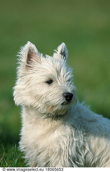 West Highland White Terrier (Saeugetiere) (mammals) (animals) (Haushund) (domestic dog) (Haustier) (Heimtier) (pet) (außen) (outdoor) (Porträt) (portrait) (weiß) (sitzen) (sitting) (adult)