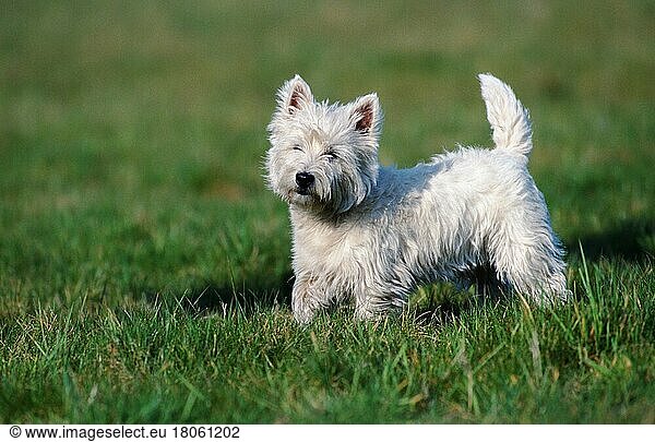 West Highland White Terrier (Saeugetiere) (mammals) (animals) (Haushund) (domestic dog) (Haustier) (Heimtier) (pet) (außen) (outdoor) (Querformat) (horizontal) (seitlich) (side) (Wiese) (meadow) (stehen) (standing) (adult) (weiss)