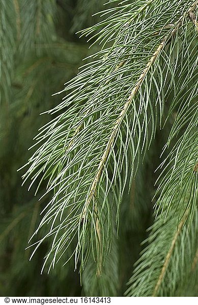 West Himalayan spruce (Picea smithiana)