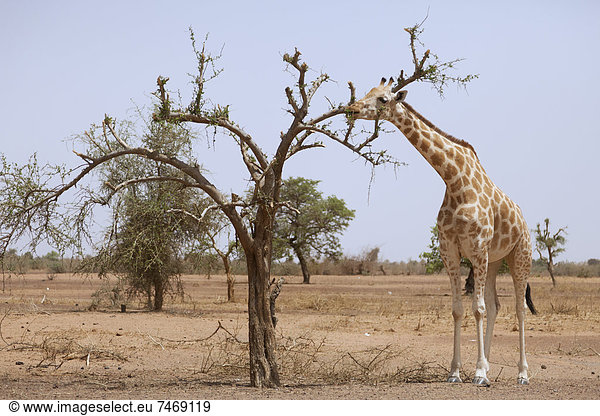 Westafrika , Giraffe, Giraffa camelopardalis , unterhalb , Bedrohung , 1 , Abholzung , Dürre , Niger