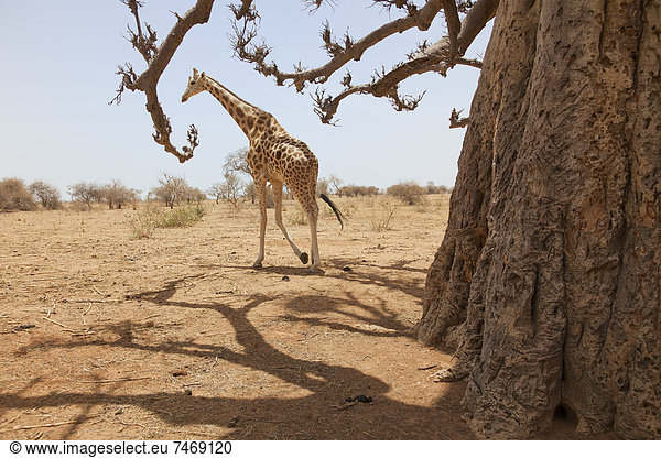 Westafrika  Giraffe  Giraffa camelopardalis  unterhalb  Bedrohung  1  Abholzung  Dürre  Niger