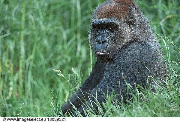 Westen Gorilla  females (Gorilla gorilla gorilla)