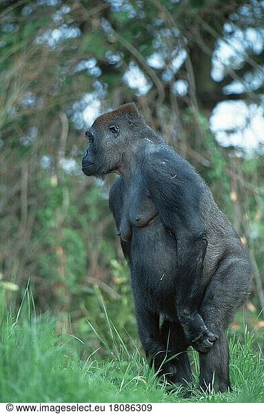 Westen Gorilla  females (Gorilla gorilla gorilla)