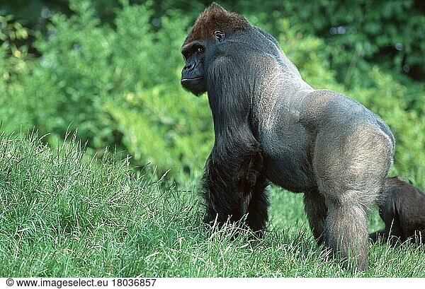 Westen Gorilla  silverback (Gorilla gorilla gorilla)