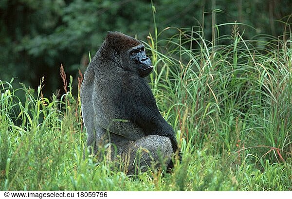 Westen Gorilla  silverback (Gorilla gorilla gorilla)