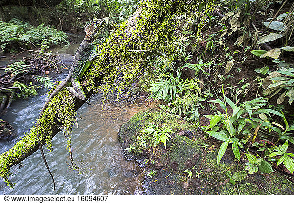 Western basilisk (Basiliscus galeritus) female on a branch  Chocó colombiano  Ecuador