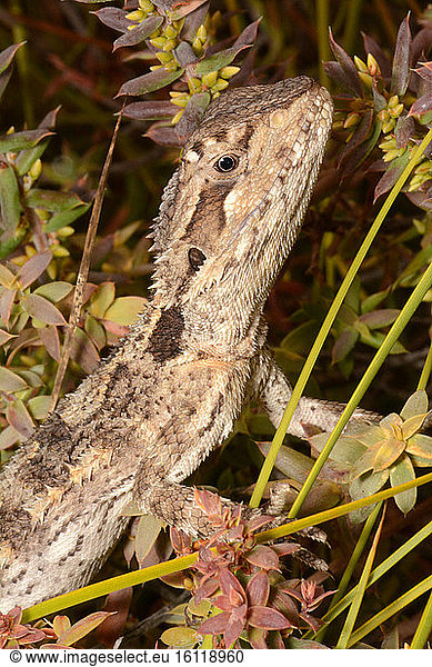 Western Bearded Dragon (Pogona minor)  Nambung National Park  WA  Australia