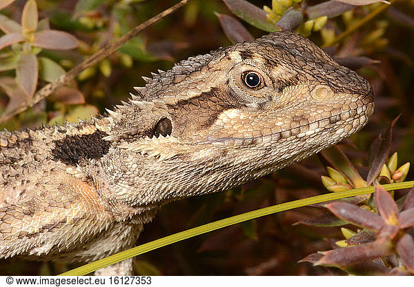 Western Bearded Dragon (Pogona minor)  Nambung National Park  WA  Australia