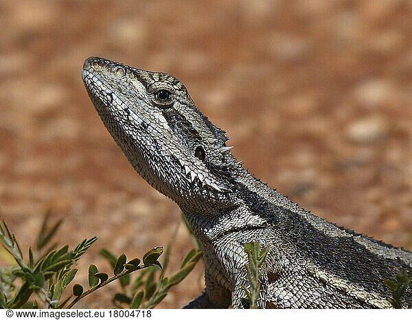 Western dwarf bearded dragon (Pogona minor) adult  close-up of head  Western Australia  Australia  Oceania